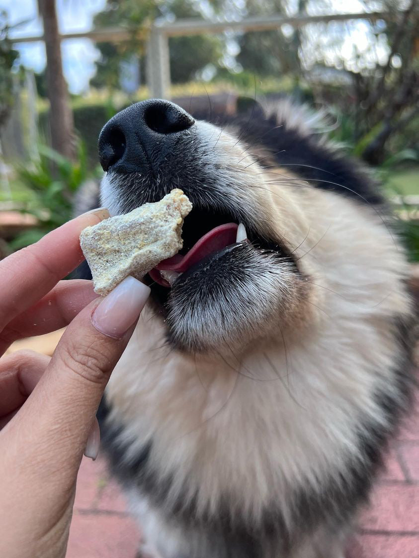 Brown dog sniffing Fish seafood dog treats Australia