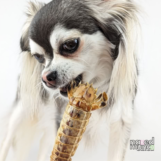 Crunchy Shrimp [Whole Mantis Shrimp]