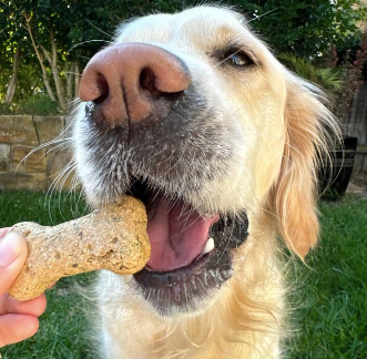 Golden Retriever dog eating hemp dog treat biscuit