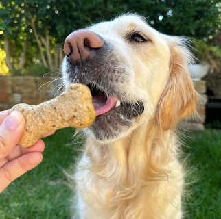 Golden Retriever eating glucosamine dog treat biscuits for hip and joint support