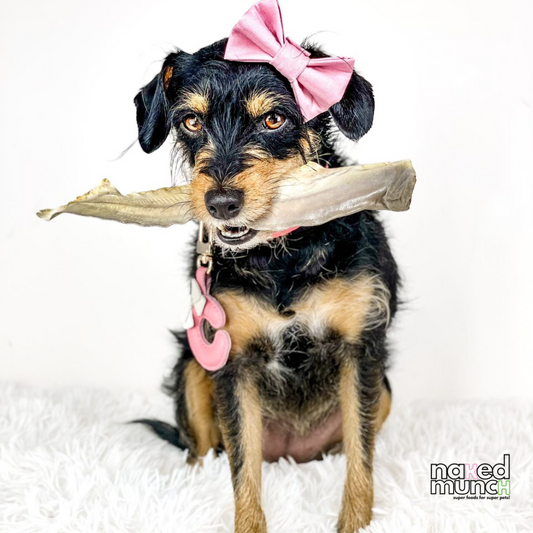 Single Shark Tail | Ideal for small dogs