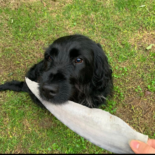 Large black dog with large seafood dog chew