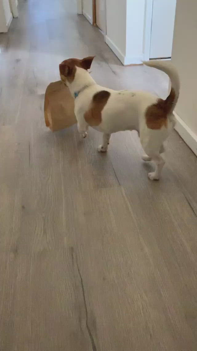 Australia's Best Dog Treats, Chews & Enrichment | What's New – Naked ...