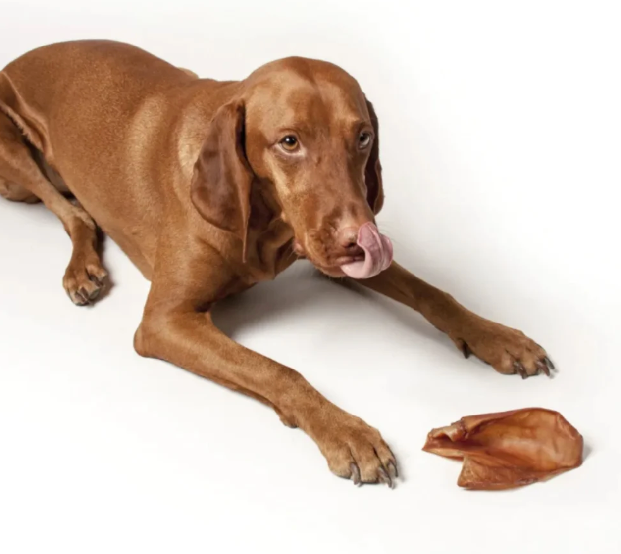 Brown dog eating touch chew pigs ears for dogs