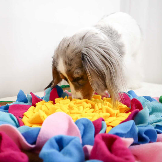 small dog finding dog treats inside the flower snuffle mat 