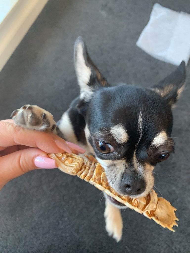 Small dog eating Mantis Shrimp dog treats - Naked Munch