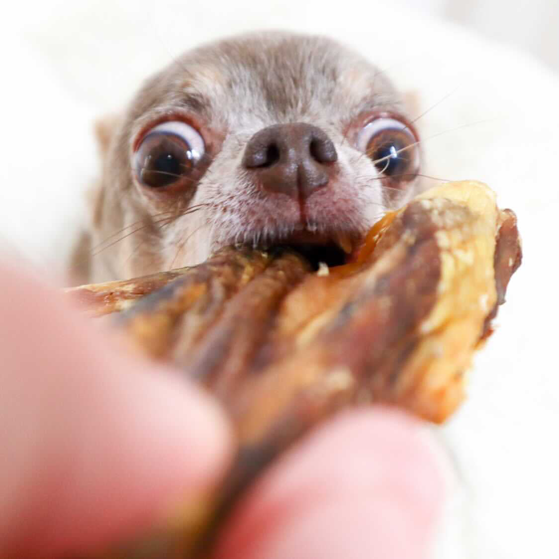 Dog eating Duck Wings dog treats - Naked Munch