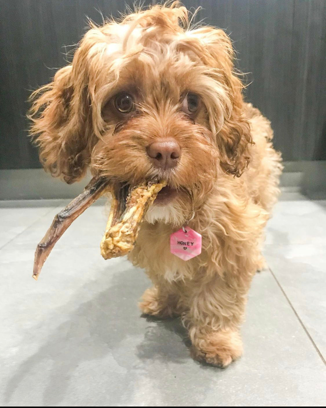 dog eating duck wing dog treats - Naked Munch 