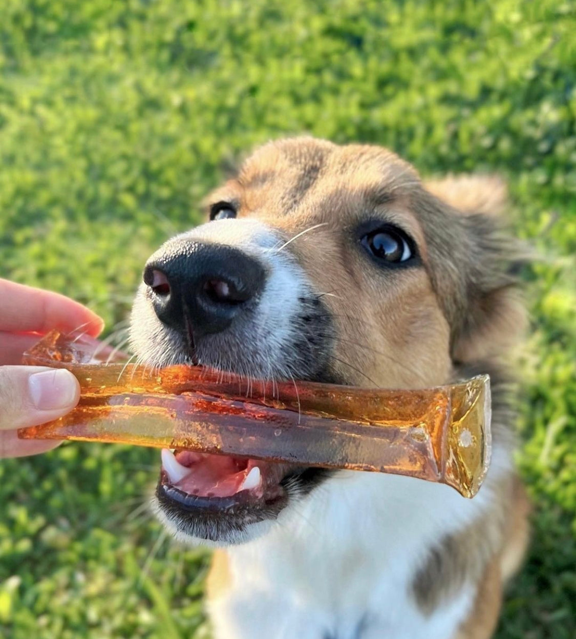Bone marrow chews - healthy dog chews