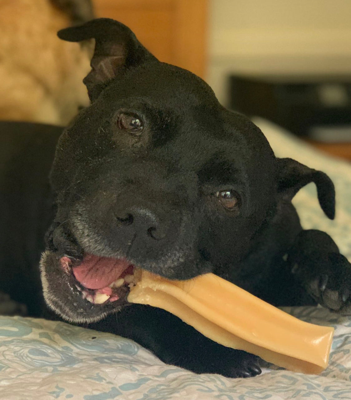 Bone marrow chew - healthy dog chews - Naked Munch Pets