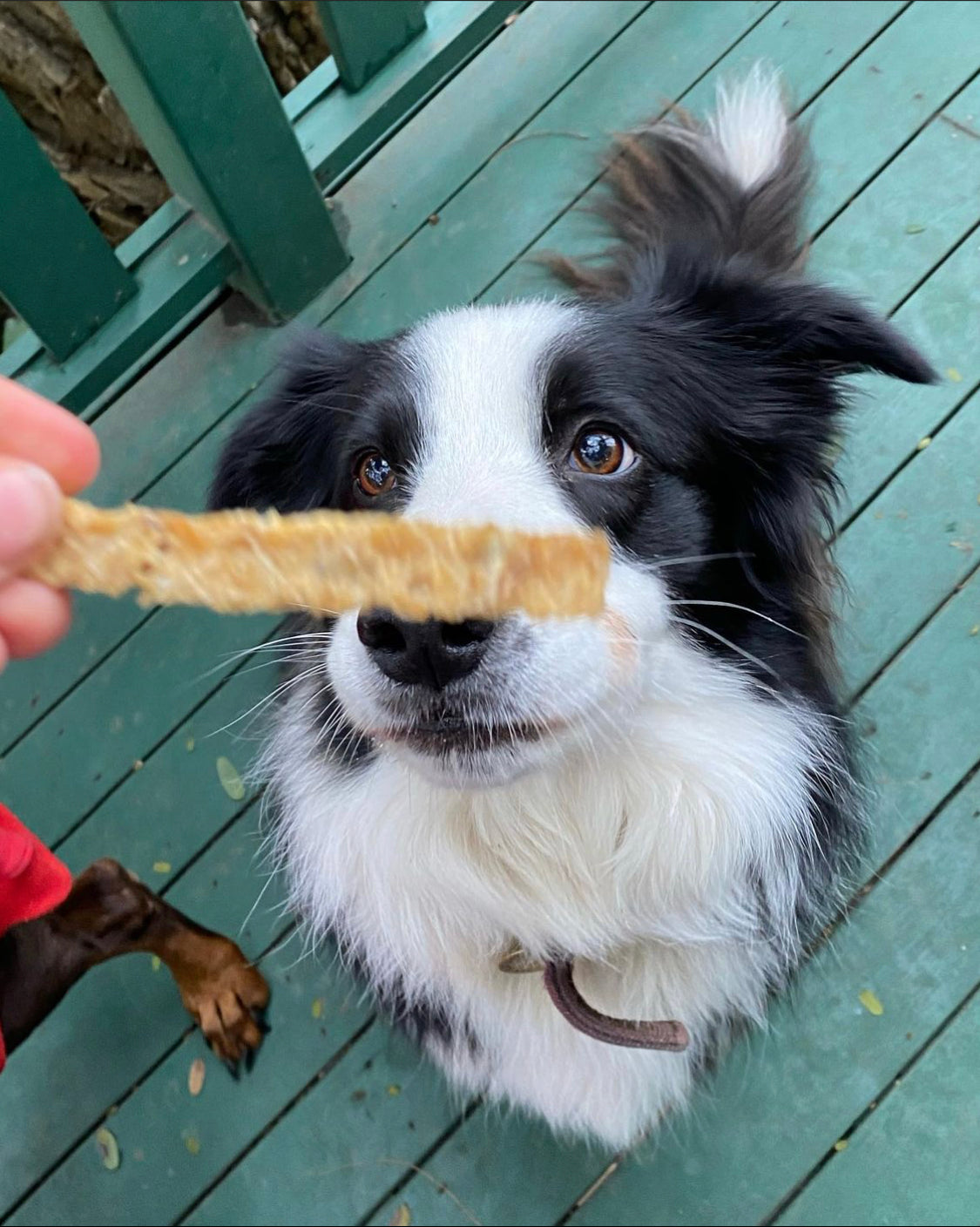 Dog eating seafood dog treats - Naked Munch 